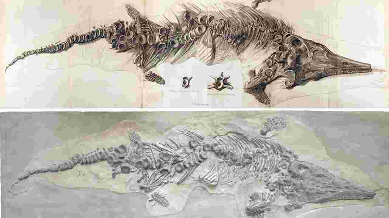 Des moulages d'un squelette quasi complet d'ichtyosaure détruit dans un bombardement retrouvés 200 ans après