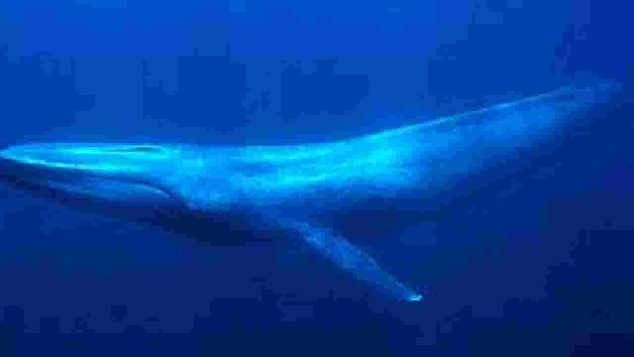 Les baleines bleues absorberaient jusqu'à 10 millions de morceaux de microplastiques par jour, selon une étude