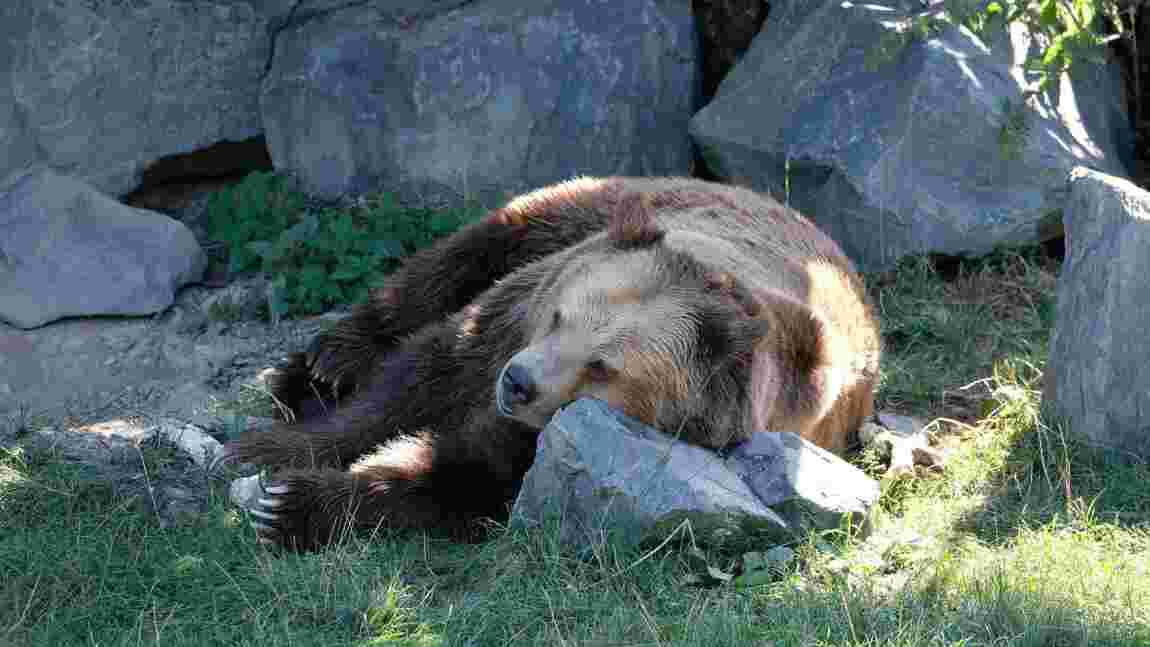 Un ancien élu et un garde forestier espagnols inculpés pour l’empoisonnement de l'ours Cachou