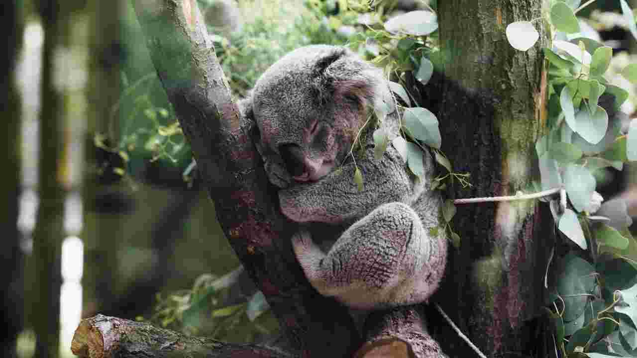 Australie : un koala sauvé d'une mort certaine après être tombé dans une rivière à cause du mauvais temps