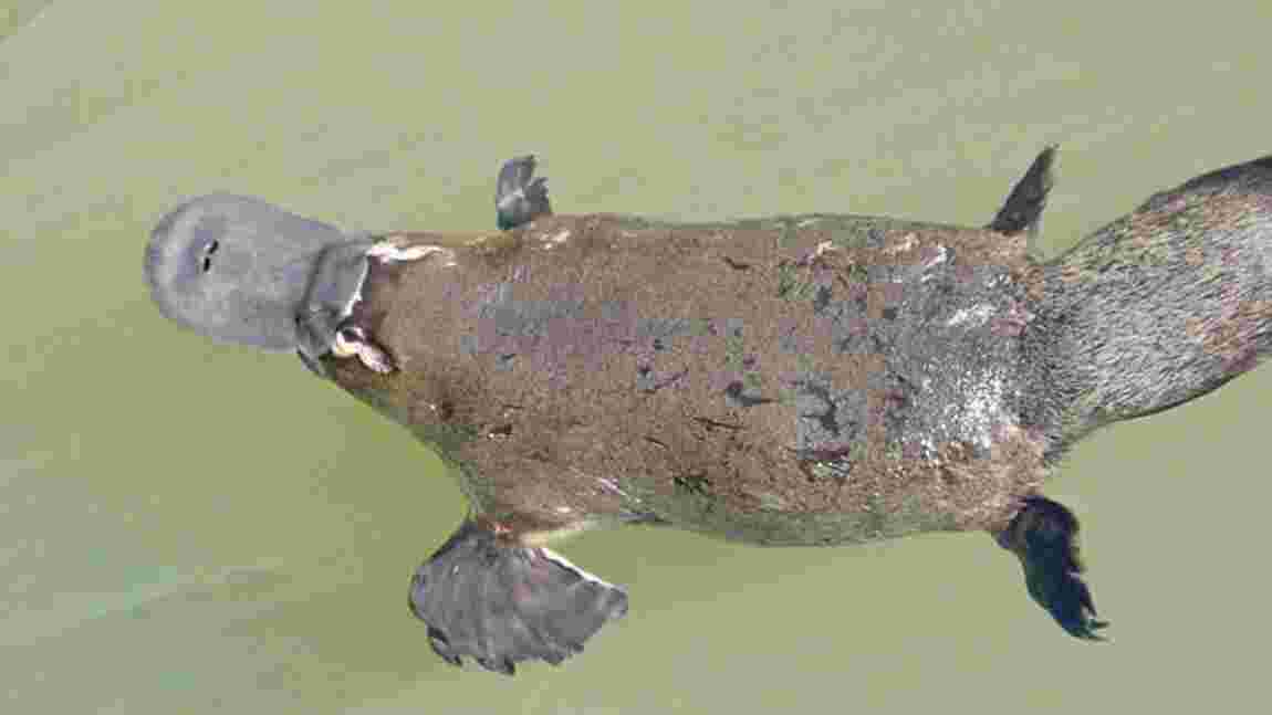 Australie : Les barrages menacent l'ornithorynque, cet étrange mammifère qui pond des oeufs