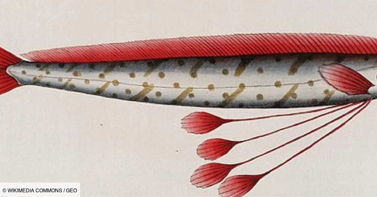 Qui est le poisson-ruban, ou "régalec", l’un des plus grands poissons au monde ?