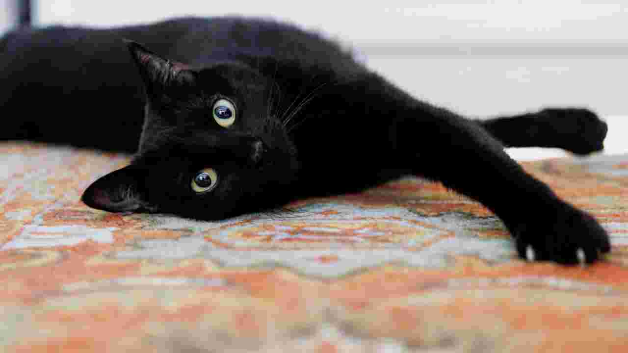 D'où vient la mauvaise réputation des chats noirs ? 