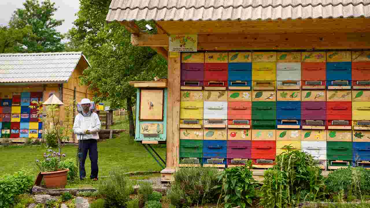 Voyage en Slovénie, au royaume des abeilles