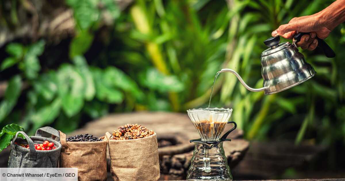 Kopi Luwak savezvous comment est fabriqué le café le plus cher du monde ? Geo.fr