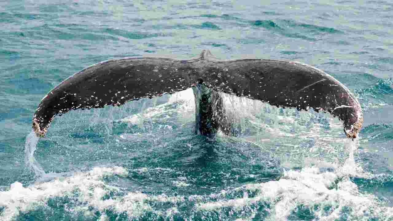 D'étranges "sacs" échoués sur une plage du Royaume-Uni, probablement l'estomac d'une baleine