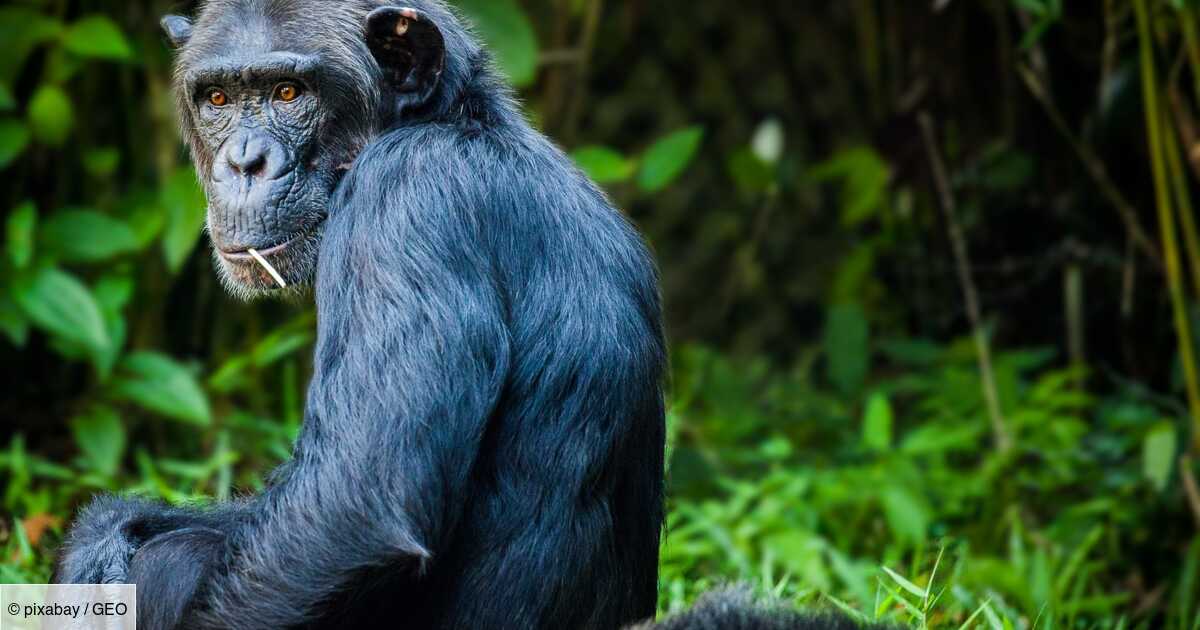 Un comportement que l'on pensait propre aux humains filmé chez des chimpanzés