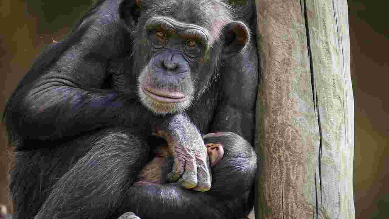 Vidéo : les retrouvailles émouvantes entre une femelle chimpanzé et son bébé
