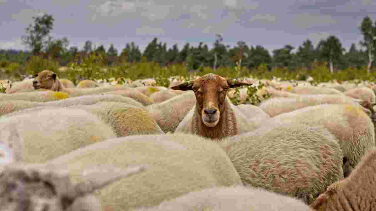 Chine : l'incroyable mystère des moutons tournant en rond probablement résolu