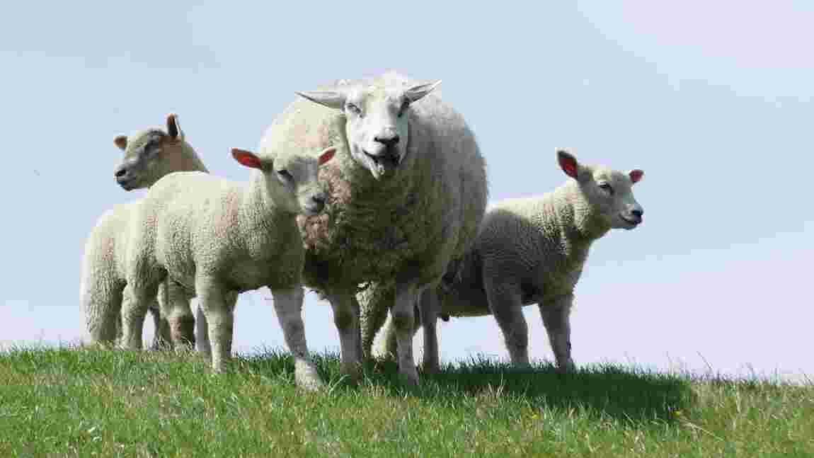 Des moutons déployés à Pompéi pour raviver les sites antiques