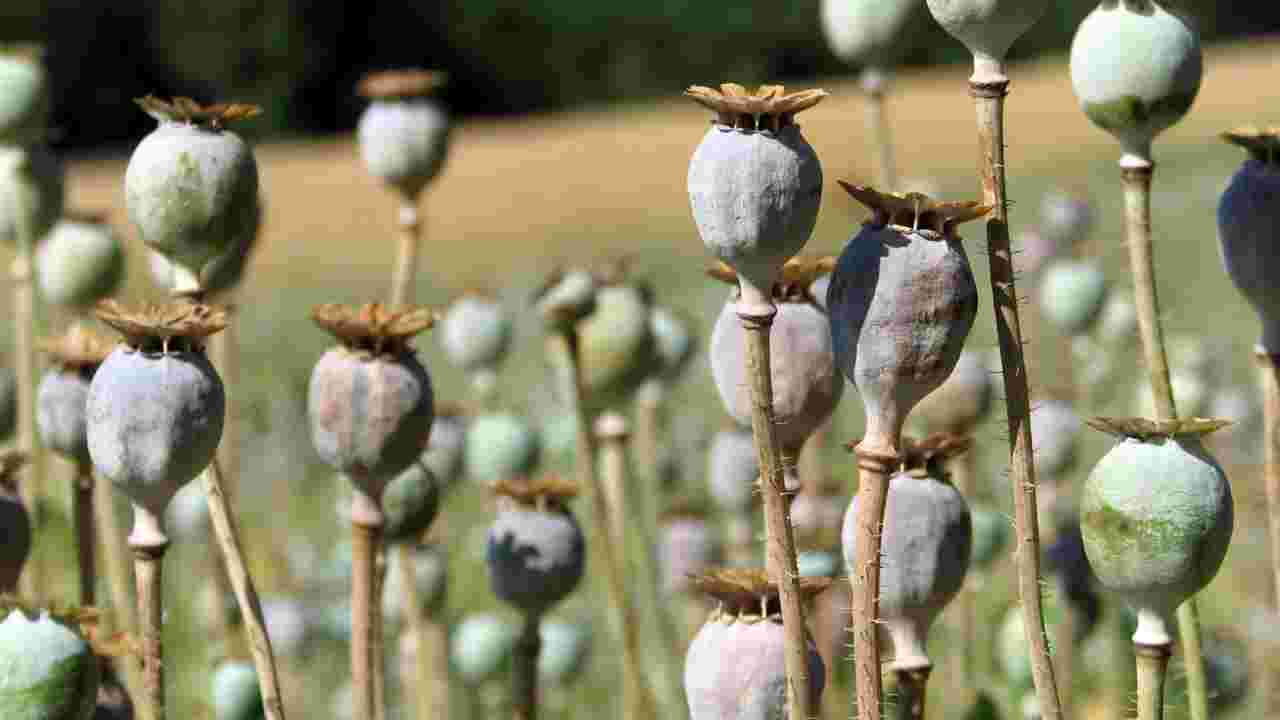 Journée mondiale du climat :  les plantes dont proviennent les drogues profiteront-elles du dérèglement ?