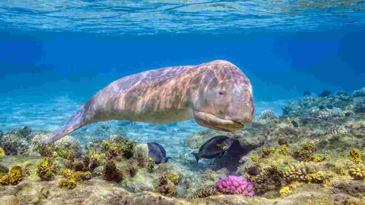 COP15 Biodiversité : La liste des espèces menacées voit plusieurs animaux marins s'approcher de l'extinction