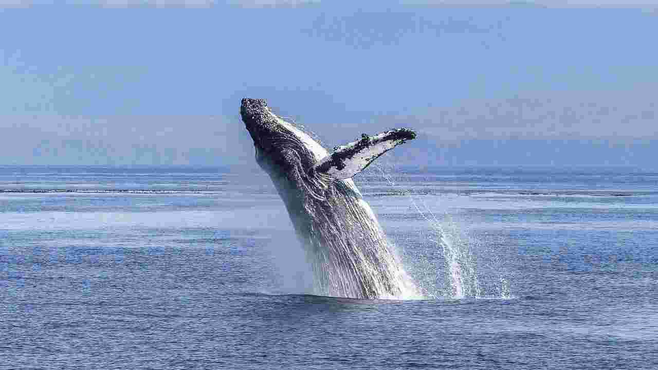 Une baleine à bosse réussit à parcourir 5 000 km avec le dos cassé 