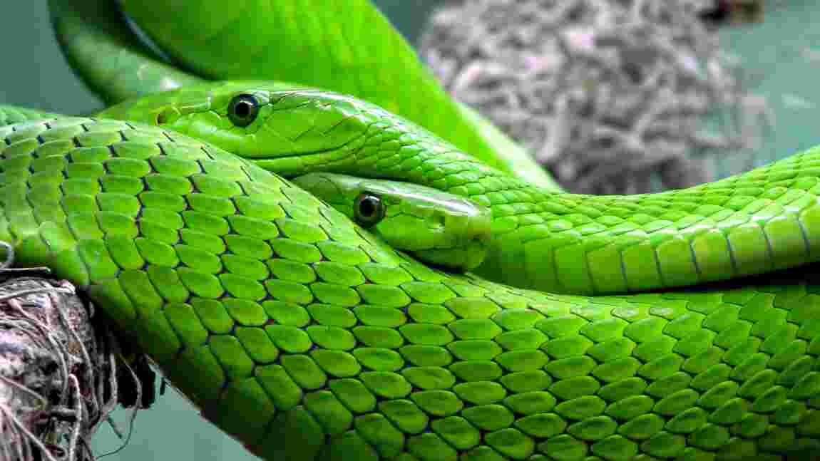 Des scientifiques ont découvert des clitoris chez les serpents femelles
