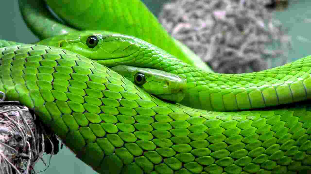 Des scientifiques ont découvert des clitoris chez les serpents femelles