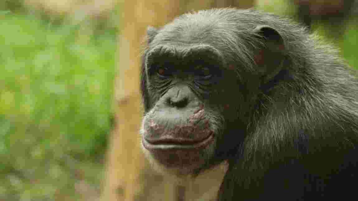 L'origine de la bipédie humaine remise en cause par une nouvelle étude sur les chimpanzés
