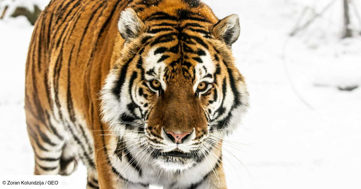 5 choses à savoir sur le tigre de Sibérie Geo.fr