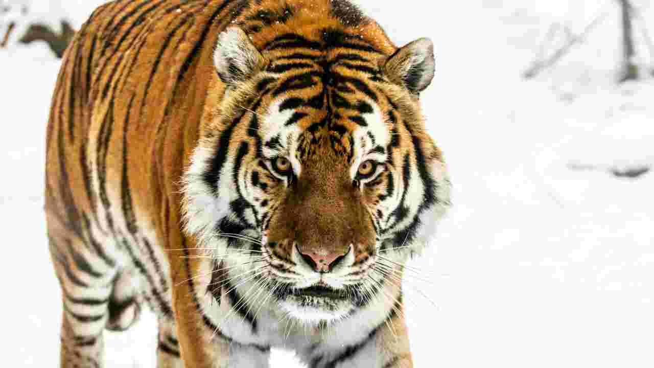5 choses à savoir sur le tigre de Sibérie