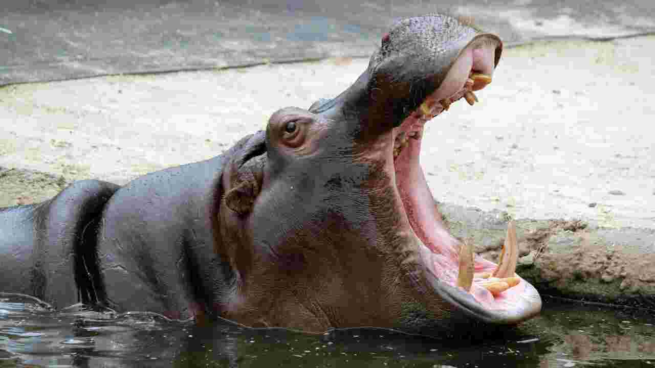 Un enfant de 2 ans survit après avoir été partiellement avalé par un hippopotame