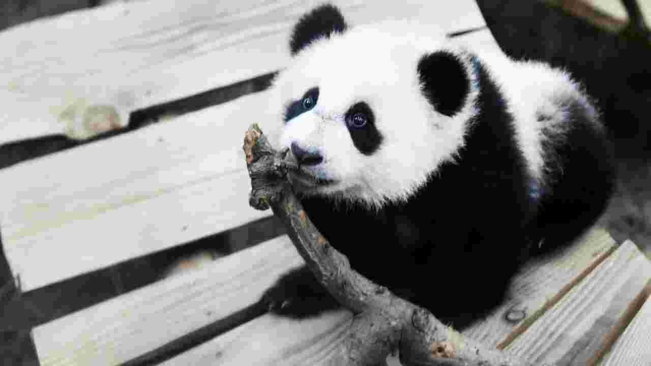 Un panda mâle s'avère finalement être une femelle, provoquant la surprise de soigneurs aux Pays-Bas