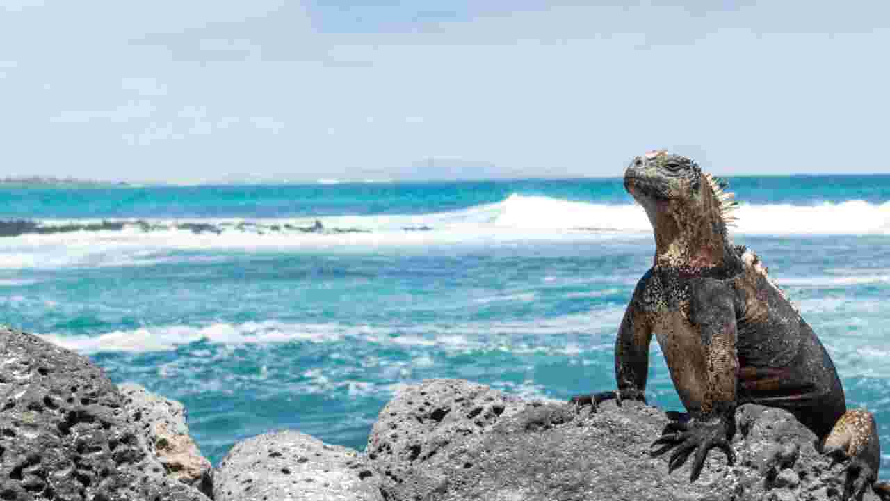 Galápagos : naissances récentes d’iguanes roses, un espoir pour la survie de l’espèce 