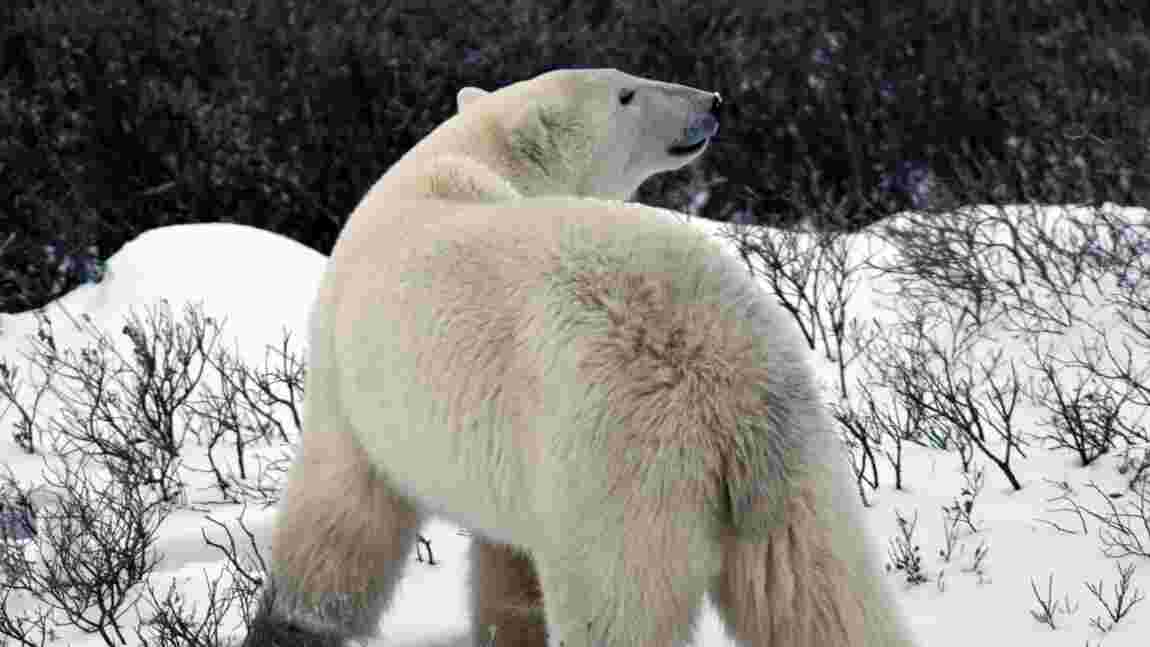 La "capitale de l'ours polaire" au Canada voit l'espèce progressivement disparaître, selon une étude