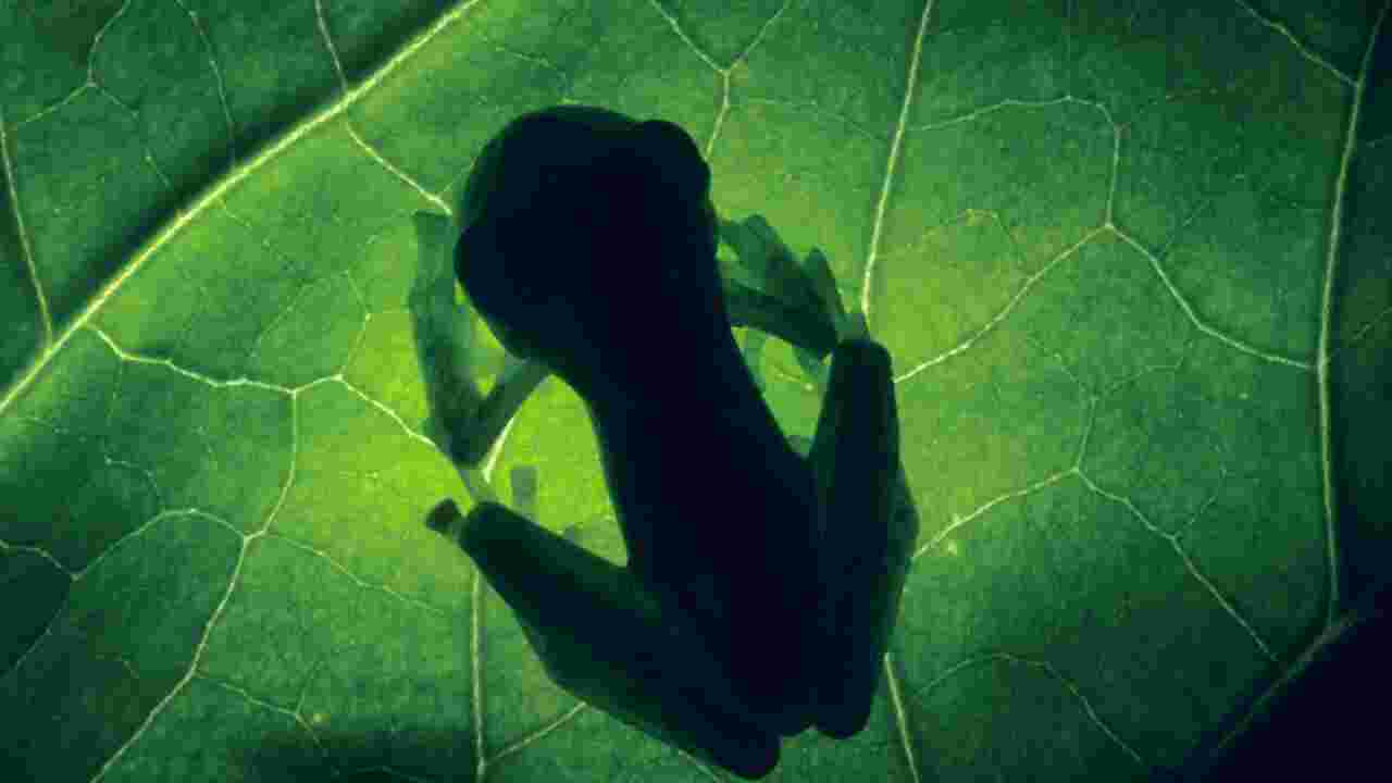 L'incroyable secret des grenouilles de verre pour devenir invisibles, enfin révélé par des chercheurs