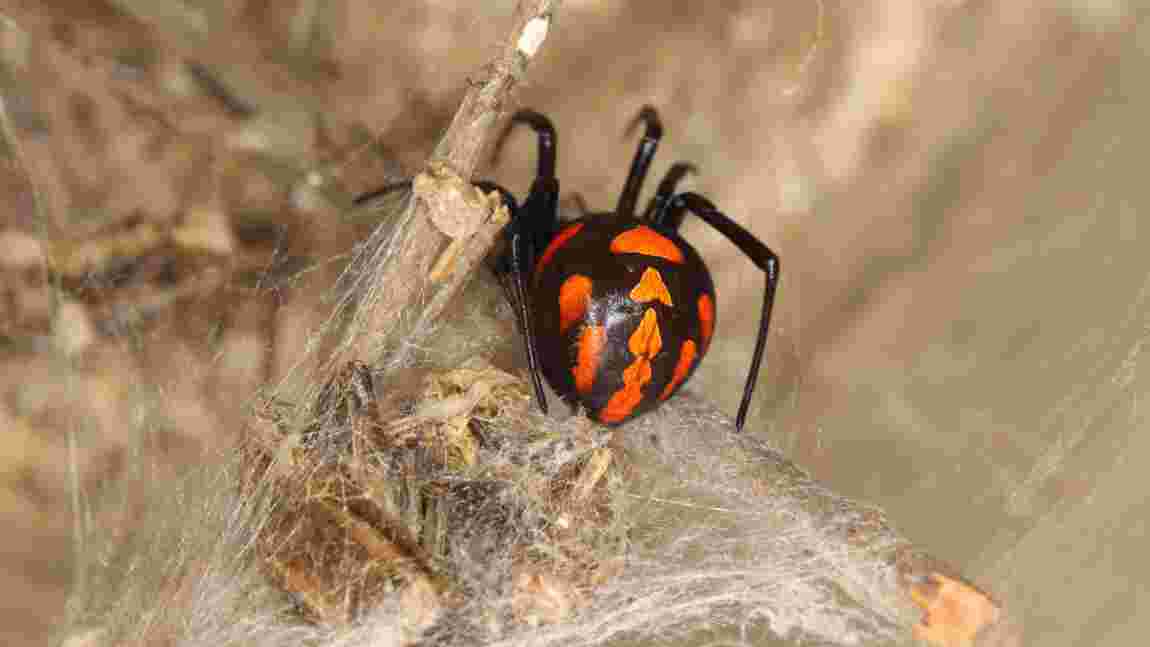 Qui est la veuve noire, araignée la plus dangereuse d'Europe, repérée pour la première fois en Gironde ?