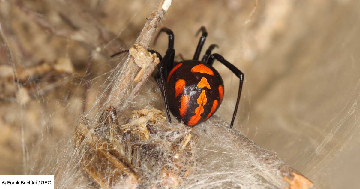 Qui est la malmignatte, considérée comme l