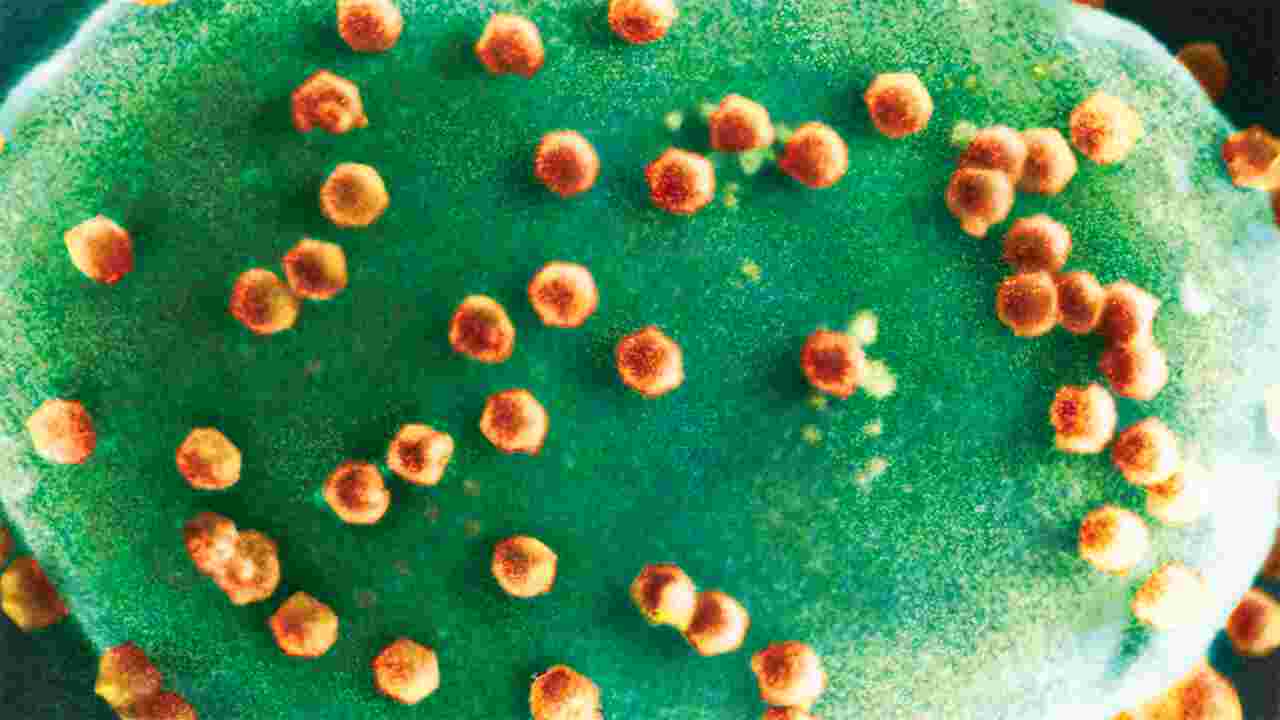 Les virus peuvent nourrir des êtres vivants et pas seulement les infecter, ont découvert des chercheurs