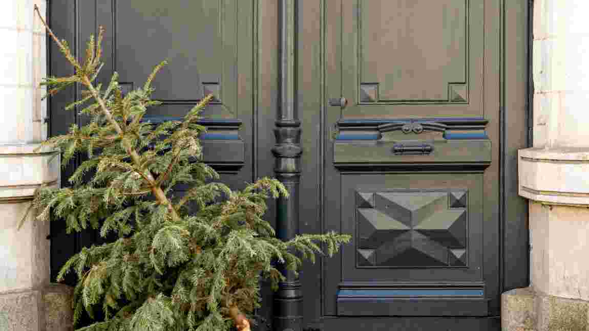 Quels risques si l'on jette son sapin de Noël dans la rue ou en forêt  ? 
