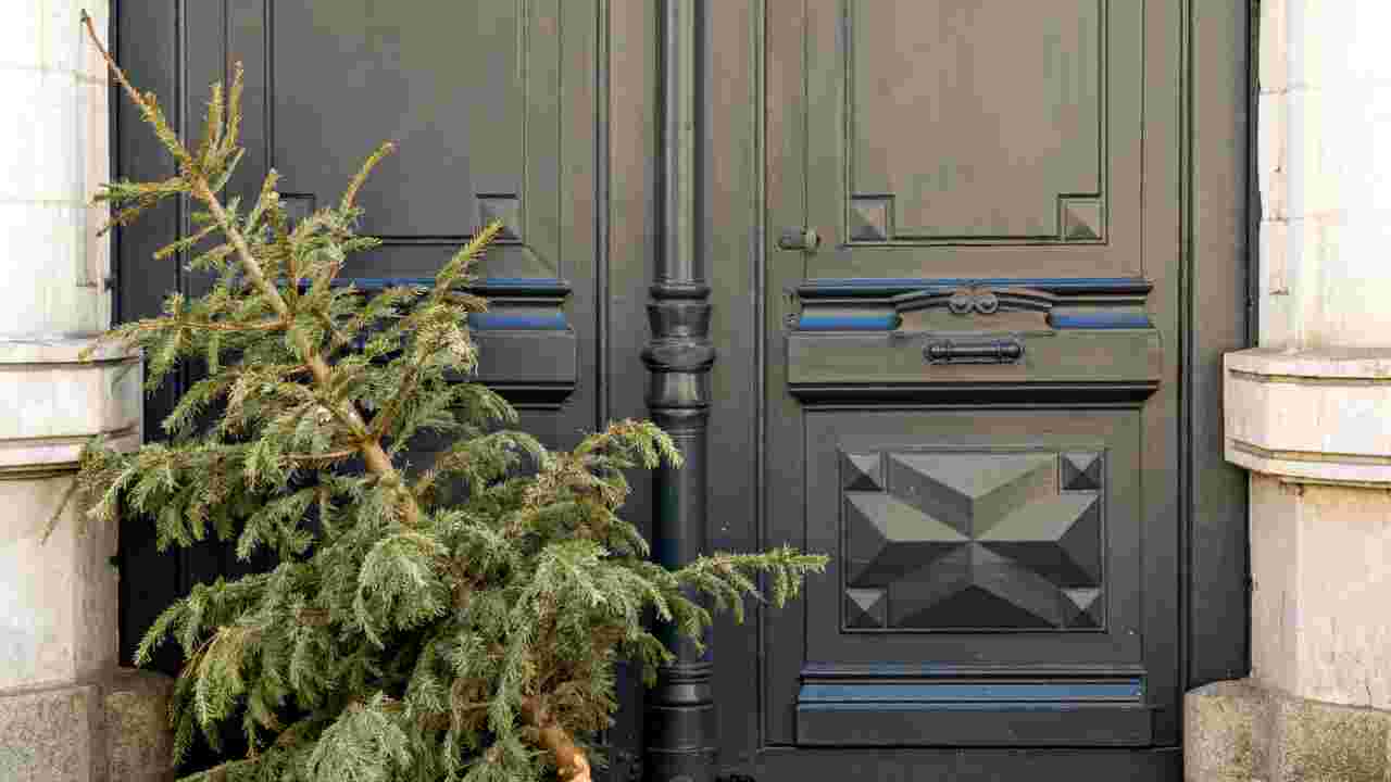 Quels risques si l'on jette son sapin de Noël dans la rue ou en forêt  ? 