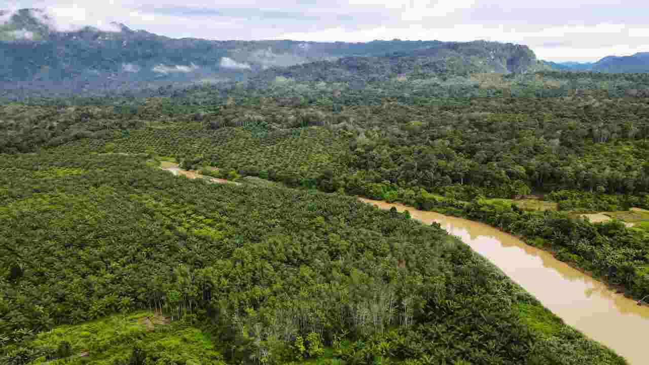 Pourquoi l'Indonésie veut-elle relocaliser sa capitale dans les forêts de Bornéo ?