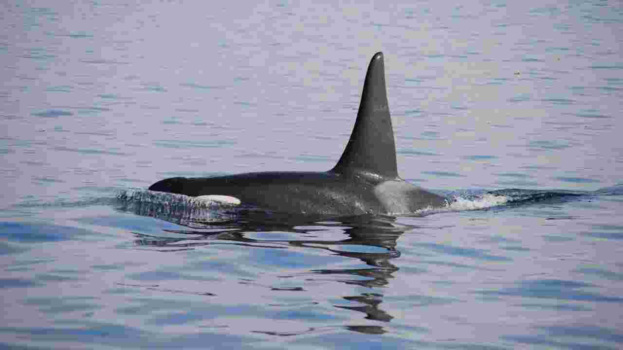 Canada : Des orques en voie de disparition contaminées par des niveaux élevés de "produit chimique hautement persistant"