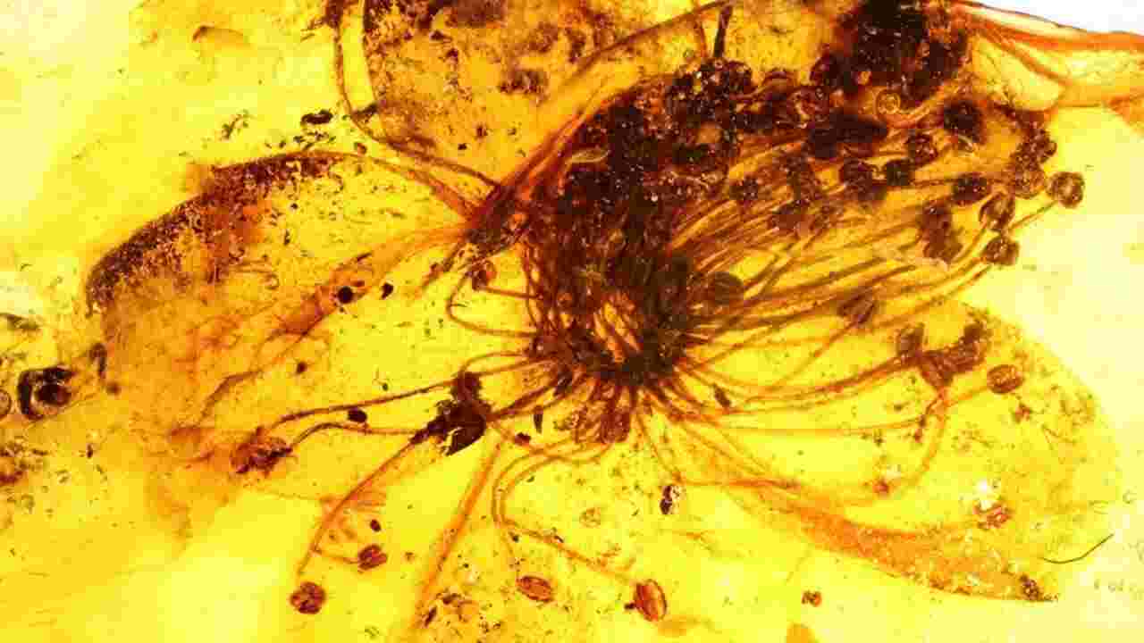 La plus grande fleur fossilisée du monde appartient à une espèce à part, révèle une étude