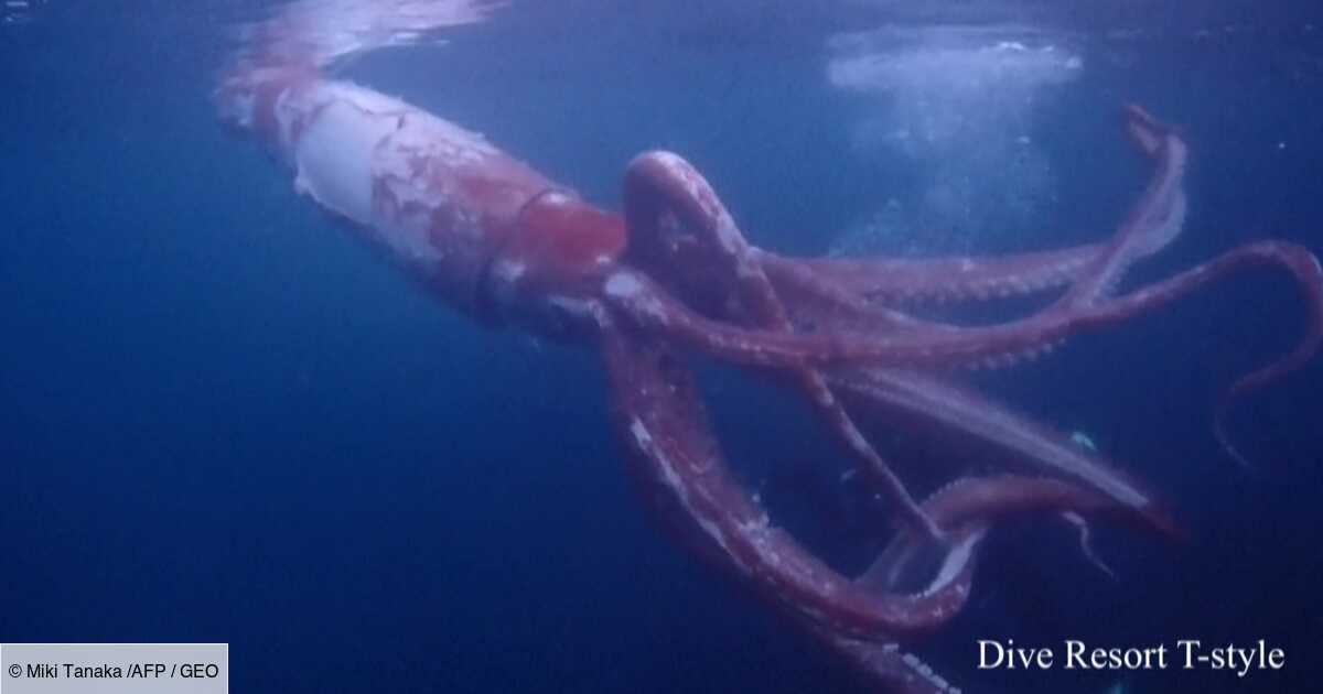 Des images rarissimes d'un calamar géant en pleine mer, filmées par un  couple de plongeurs japonais - Geo.fr