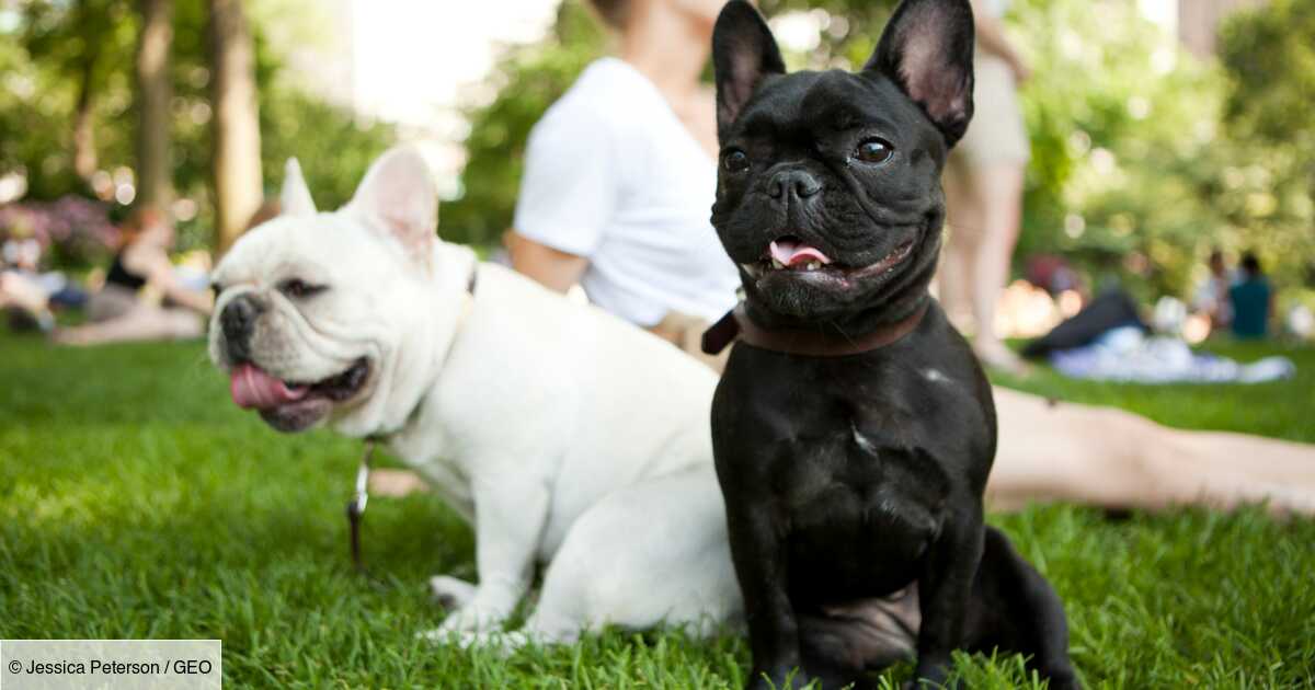 Nederland wil het bezit van bepaalde “schattige” dieren verbieden, waaronder honden met een platte neus