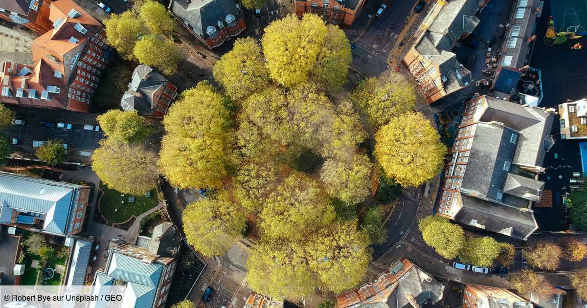En ville, les arbres pourraient réduire d'un tiers le nombre de morts lié aux canicules urbaines, selon une étude
