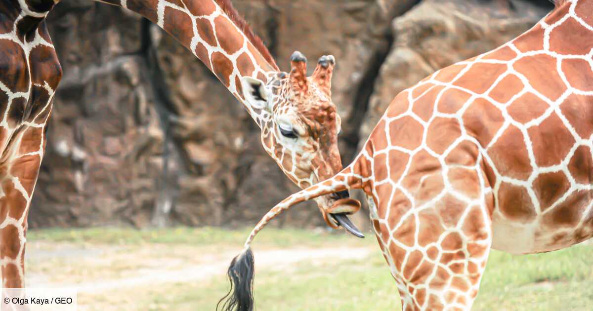 Voici pourquoi la girafe urine dans la bouche du mâle avant l'accouplement