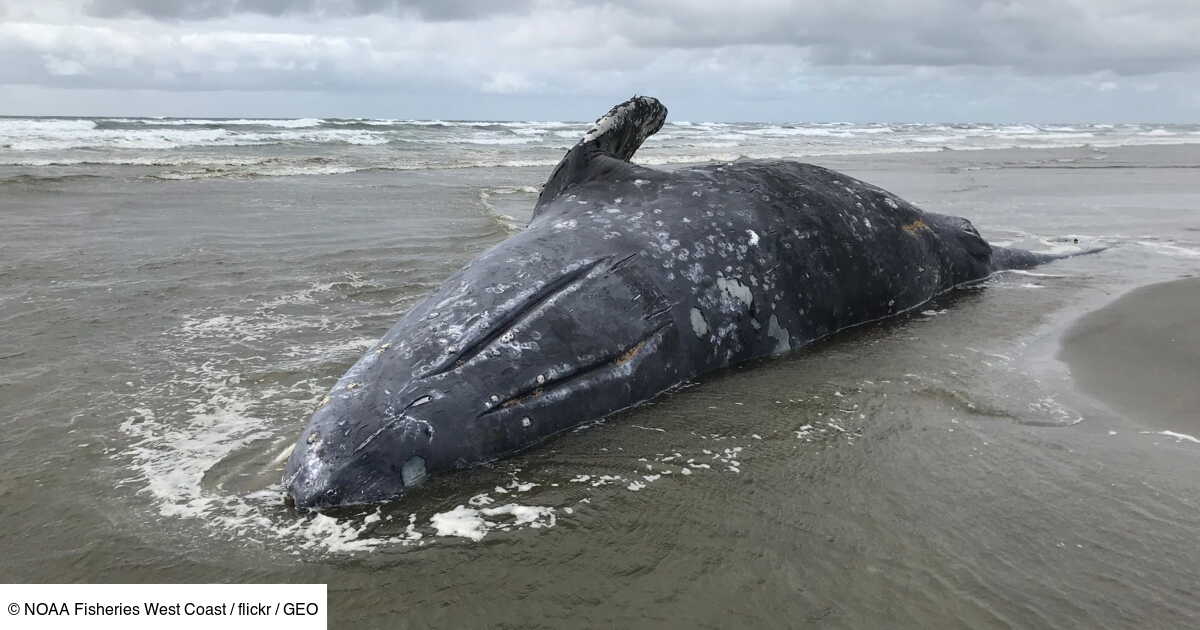 Baleines échouées explications sur ce phénomène en augmentation Geo.fr