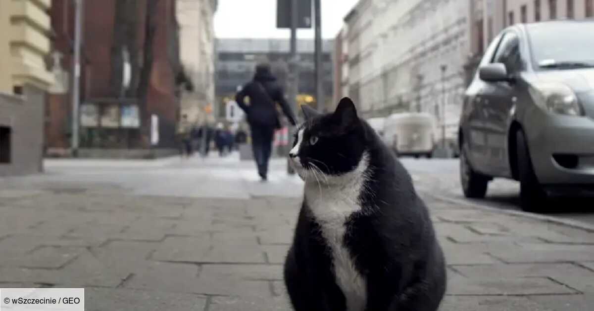 Ten kot to podobno najpopularniejsza atrakcja turystyczna w tym polskim mieście!