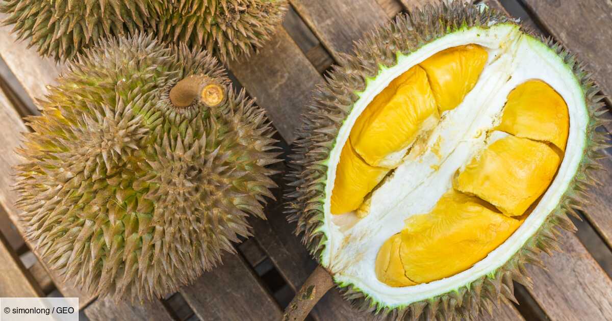 Tout Savoir Sur Le Durian Ce Fruit Exotique à Lodeur Pestilentielle