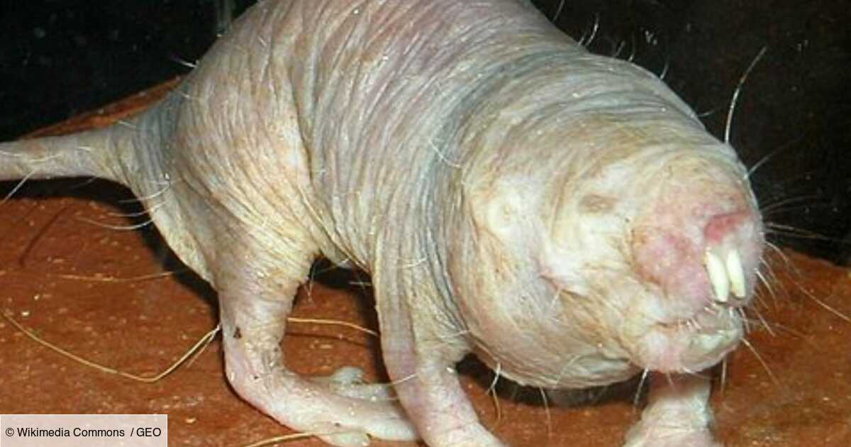 On sait enfin comment les rats-taupes nus font pour, littéralement ...