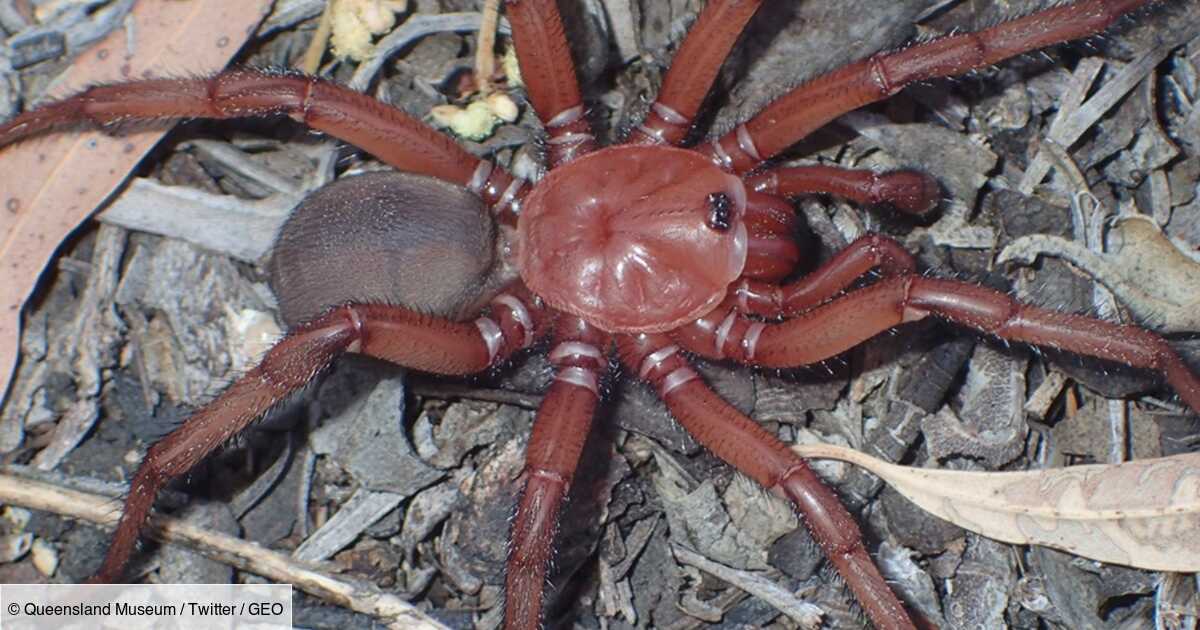 Une nouvelle espèce d'araignée "à trappe" découverte en Australie