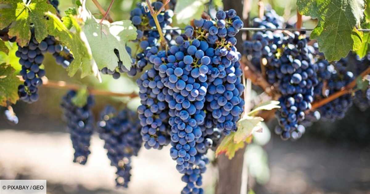 L'ADN de la vigne révèle que le vin est plus vieux que le pain, selon une étude