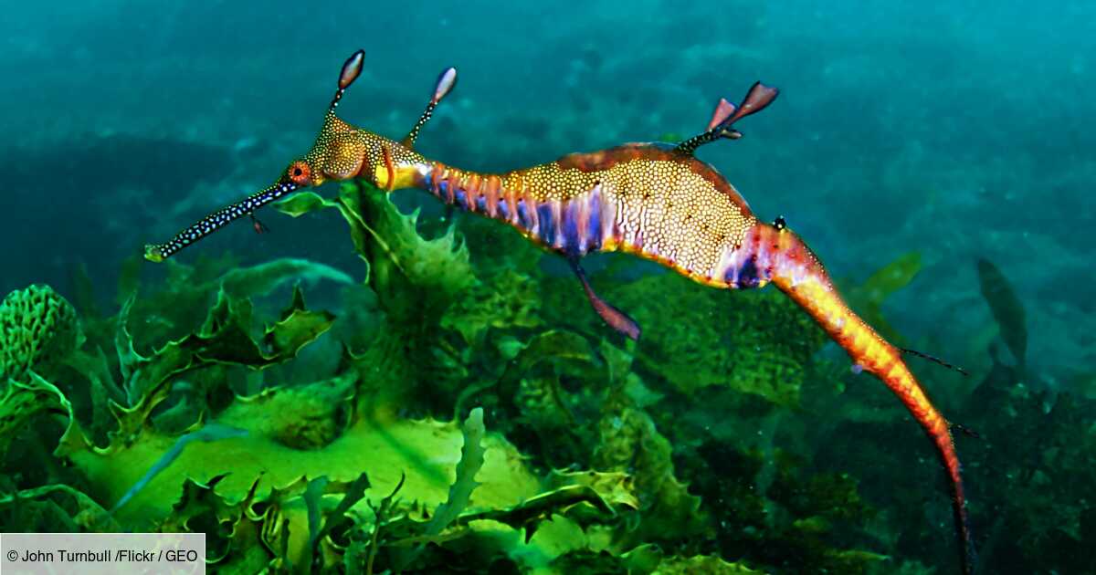 Une étude tire la sonnette d'alarme sur le déclin de la biodiversité dans les récifs coralliens d'Australie