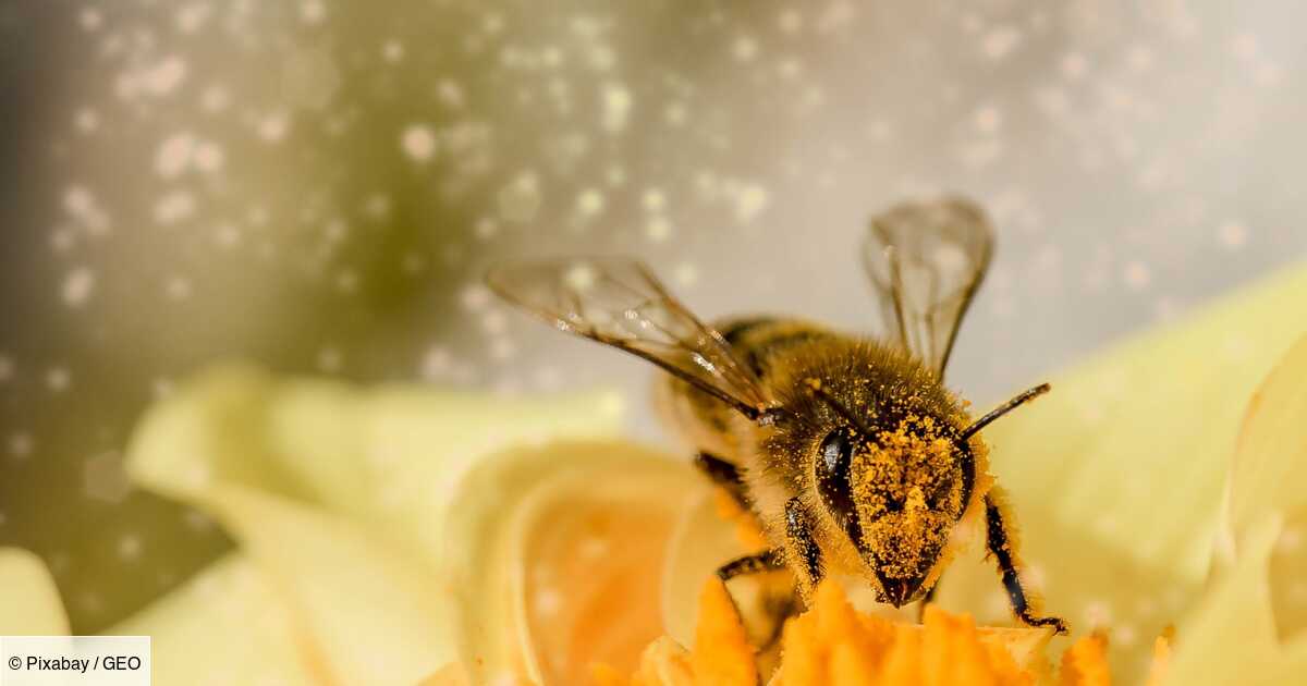 Pourquoi les abeilles urbaines sont-elles cruciales pour notre santé ?