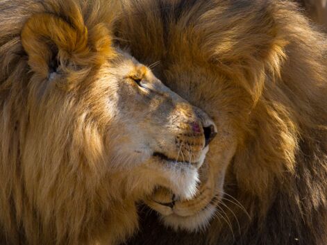 Les plus belles images des animaux en danger d'extinction