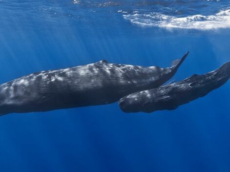 Les 10 baleines les plus fascinantes