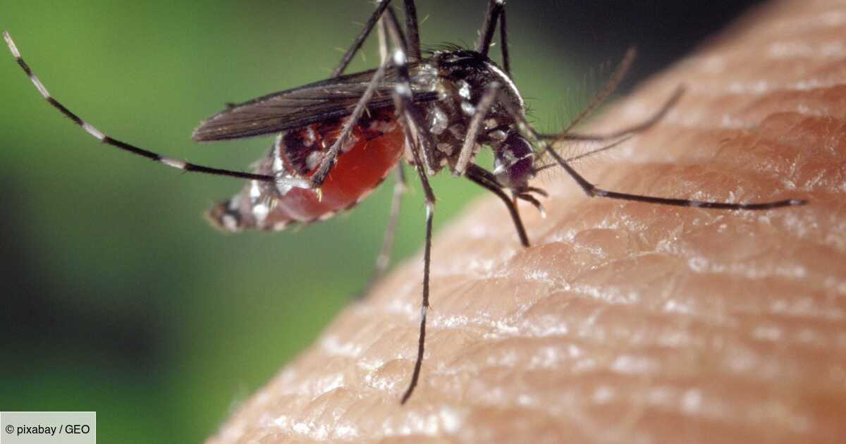 Wskazówki naukowców, jak unikać ukąszeń komarów